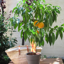 acheter fruitier nain leaderplant